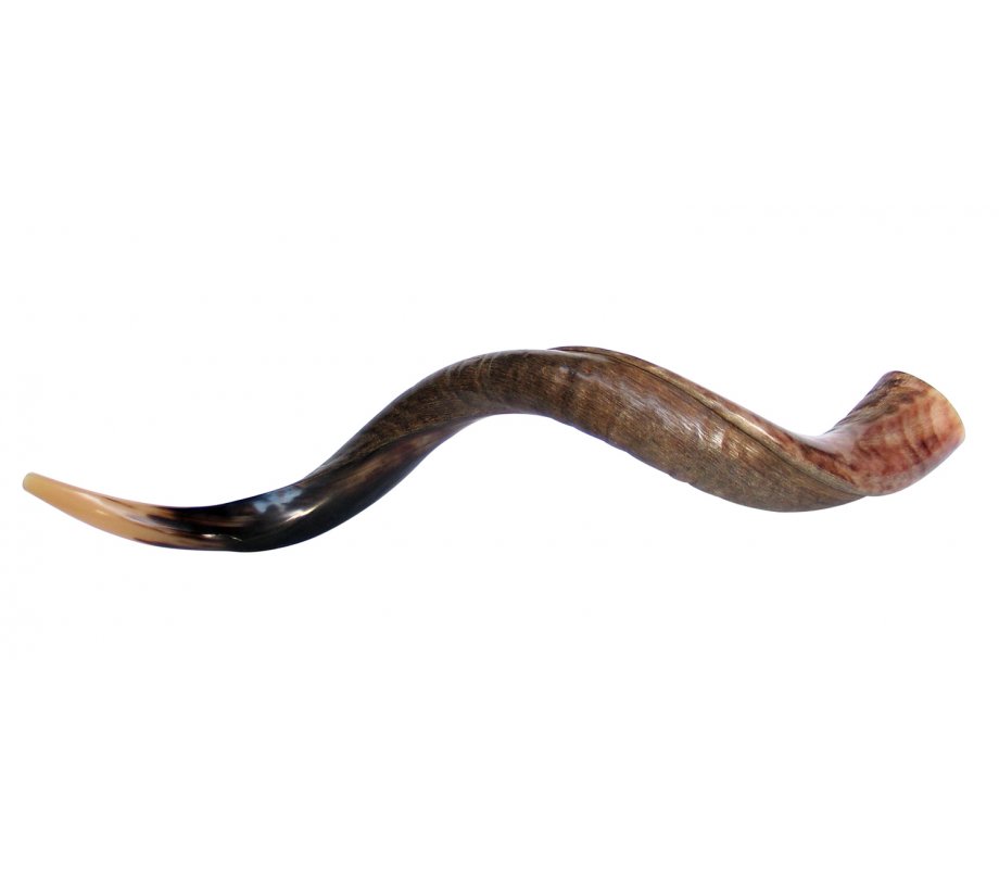 Half Polished Half Natural Yemenite Shofar - Large