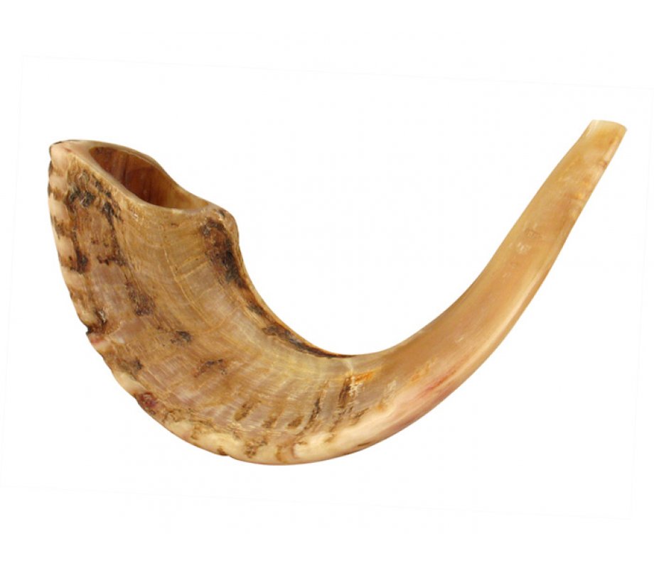 Light Shades Large Ram's Horn Shofar with Natural Finish