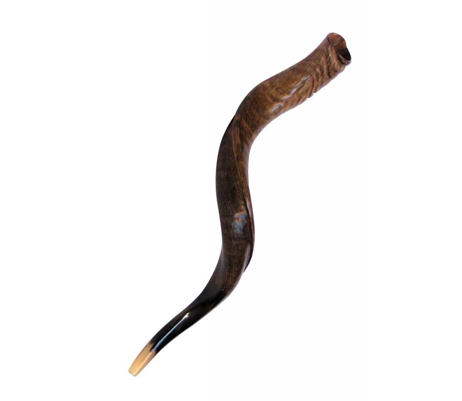 Natural Yemenite Shofar - Medium