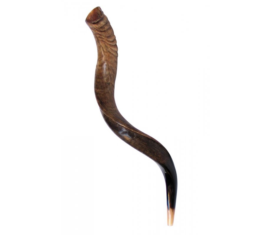 Natural Yemenite Shofar - Medium