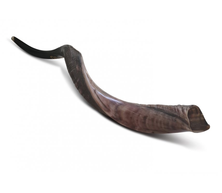 Personalized Shofar - Yemenite Kudu Horn Inscribed with Name
