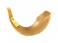 Polished Rams Horn Shofar - Large