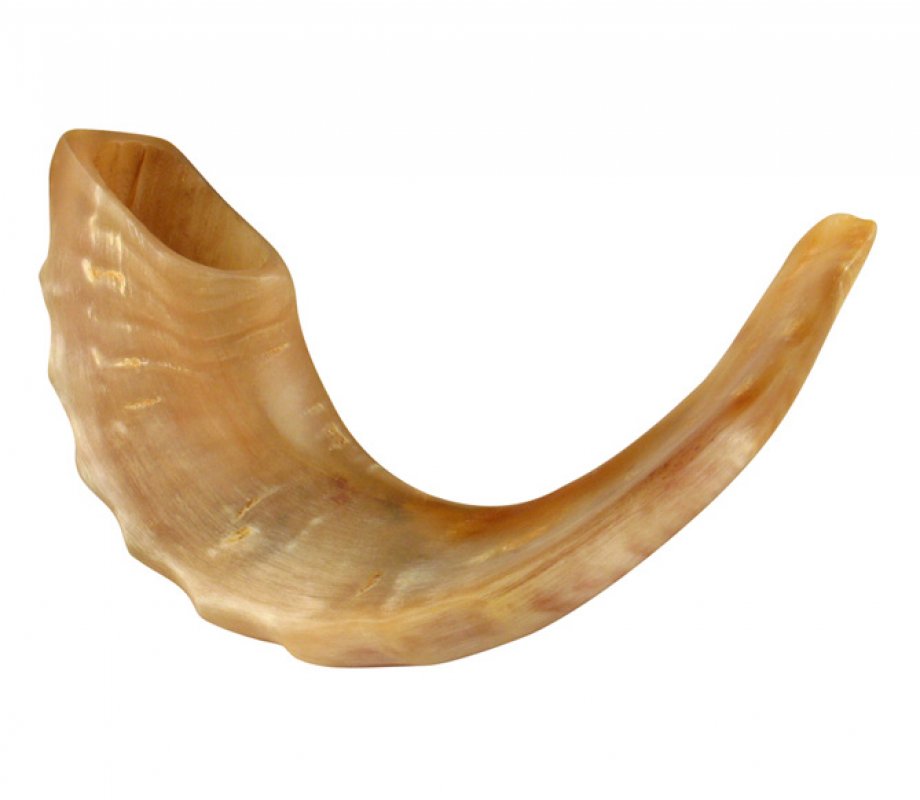 Polished Rams Horn Shofar - Medium Size