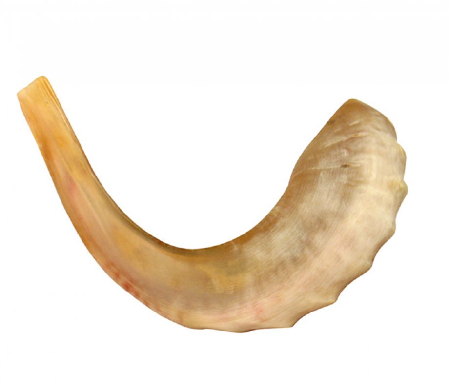 Polished Rams Horn Shofar - Medium Size