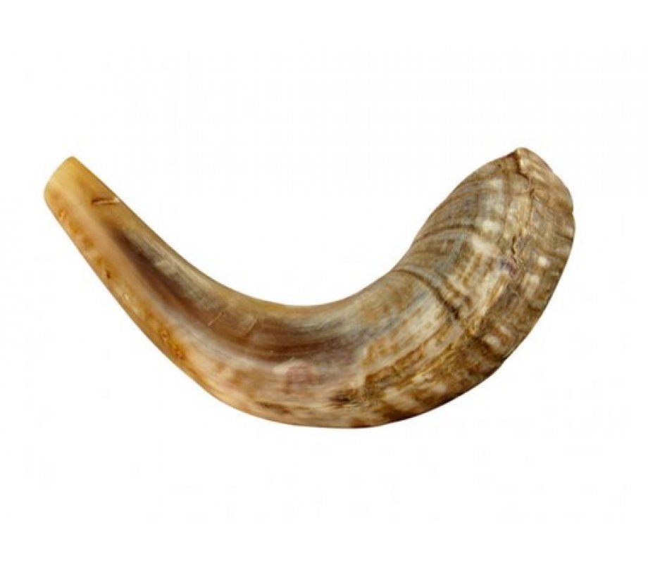 Small Shofar Rams Horn for Children - Light Colors