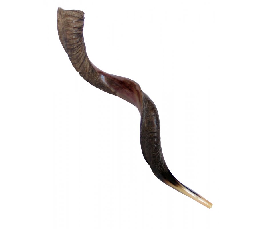 XL Half Polished Half Natural Yemenite Shofar