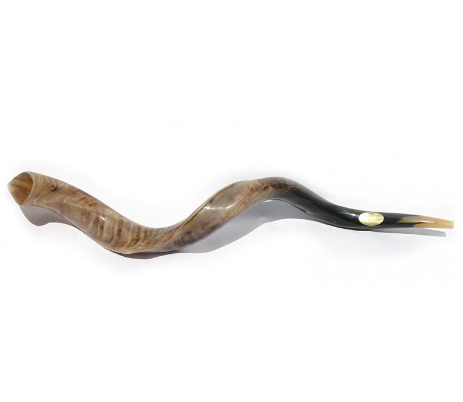 Yemenite Polished Shofar - Extra Large